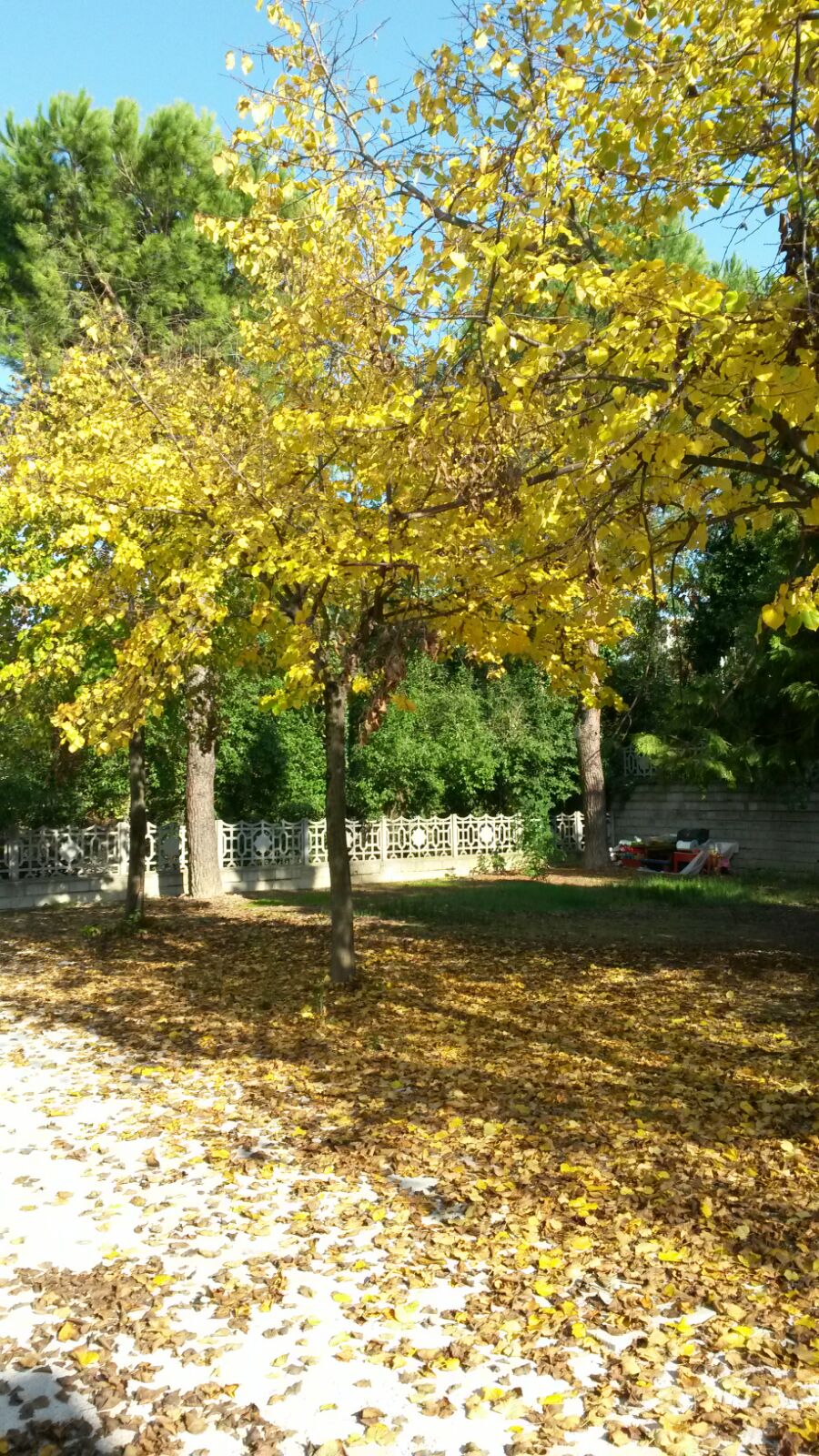 IMG-20151122-WA0005
