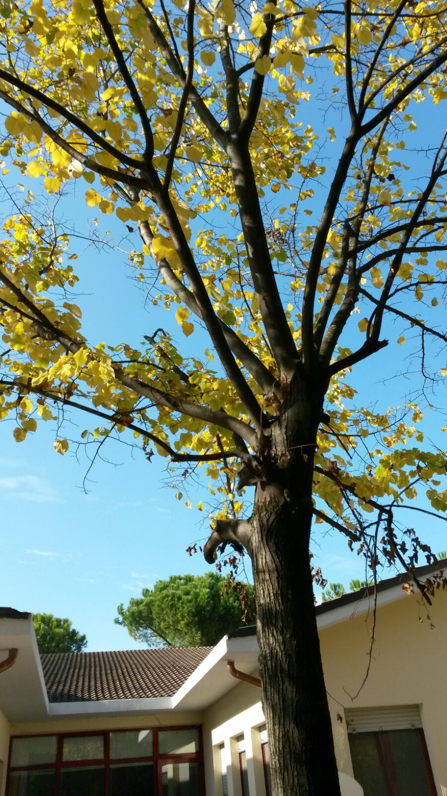 IMG-20151122-WA0008
