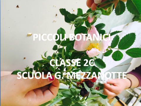 piccoli botanici